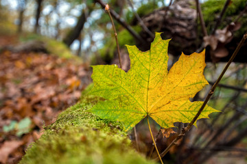 Harz
