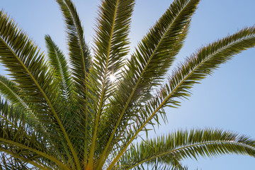 Obraz na płótnie Canvas Palm tree in the background of the gray sky