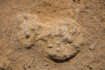 Fossil