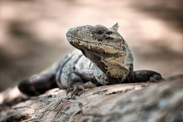 Iguana nego