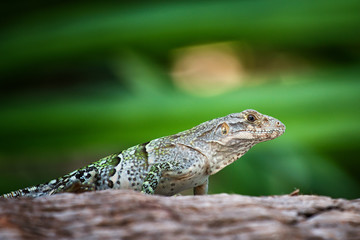 Iguana negro