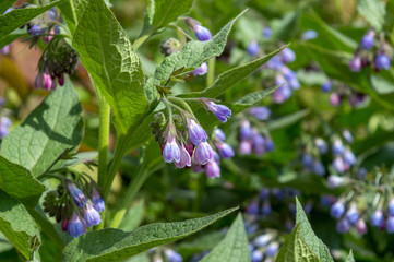 Beautiful blue flowers of Symphytum caucasicum, also known as Caucasian comfrey, blooming in spring park
