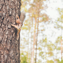 A wild squirel  in autumn forest.