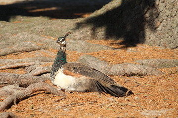 Peacock