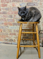Nebelung cat sitting on an old wooden stool