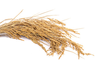 yellow paddy rice isolated