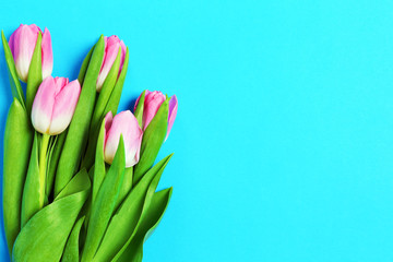 tulips on a blue background