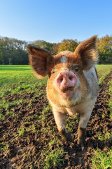 Beautiful close up portrait of a funny brown pig (sus scrofa) outdoors at a petting zoo in the...