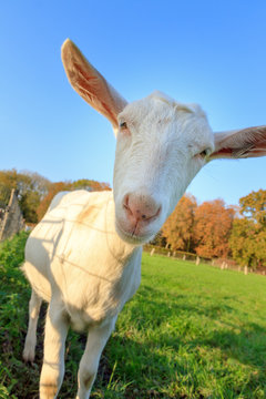Close up portrait of a funny curious dutch white goat (Capra hircus) in the Netherlands