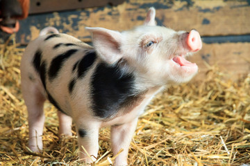 Very cute little newborn piggy pig (sus scrofa) in a petting zoo in the Netherlands