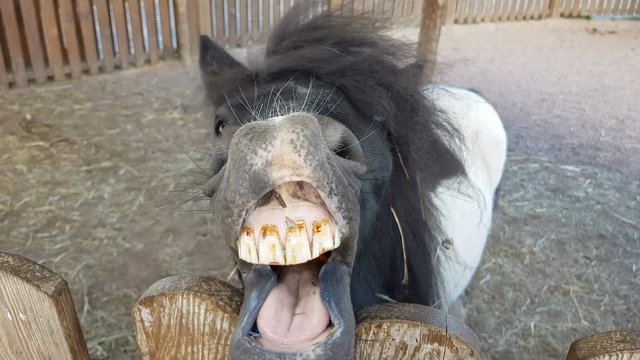 Closeup of domestic donkey opening mouth and asking for food, large donkey teeth
