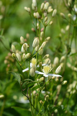 Fototapeta premium Erect clematis