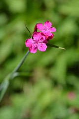 Croatian pink