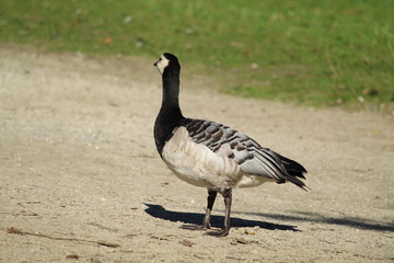 Duck