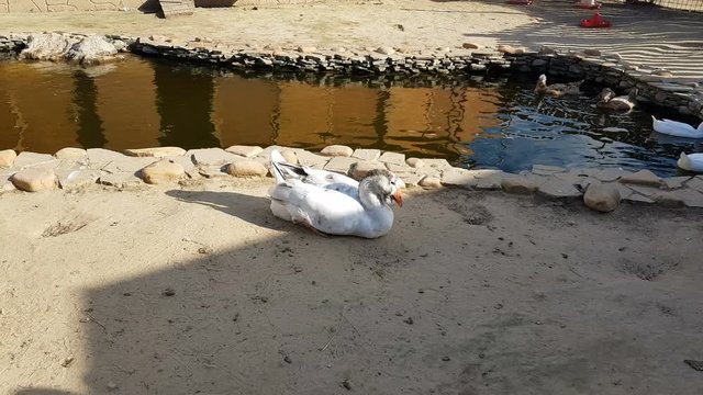 White geese and ducks walking around and swimming in small pond, domestic birds