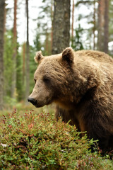 brown bear portrait with blueberries