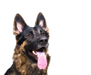 Cute funny German shepherd looking up with an open mouth as if in surprise (isolated on white, selective focus on the dog tongue), copy space on the right for your text