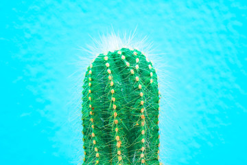 closeup green Cactus on blue background . Fashion pattern. Art Gallery Minimal.