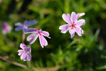 Creeping Phlox Candy Stripe