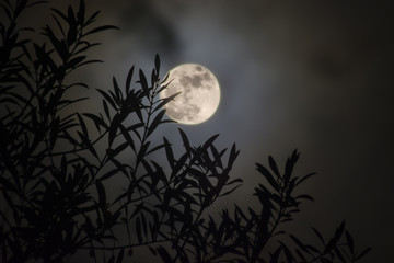 olive leaves with full moon background