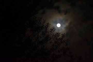 Fototapeta na wymiar olive leaves with full moon background