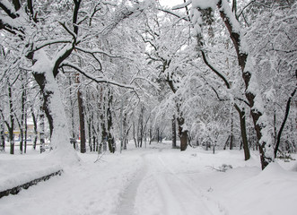 Trees covered with fresh snow in winter park