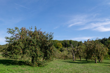 Apfelbäume voll mit roten Äpfeln