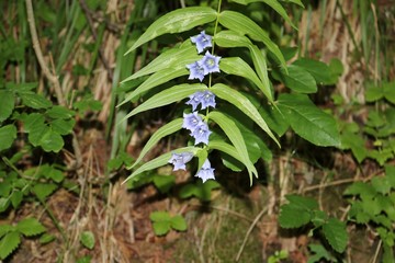 Obraz premium genziana asclepiadea