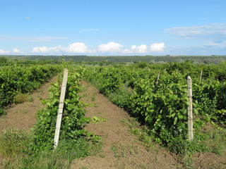Fototapeta na wymiar Vineyards on background of blue sky with white clouds. Ripening grapes, winemaking concept