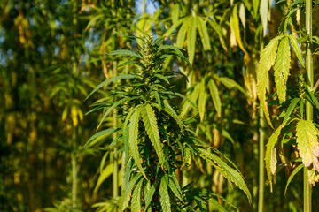 Green cannabis (marijuana) plant in a field