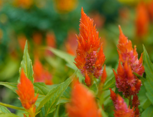 Plumed cockscomb flowers (Celosia Argentea). Selective focus with shallow depth of field.