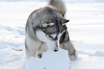 Dog of the Siberian Husky