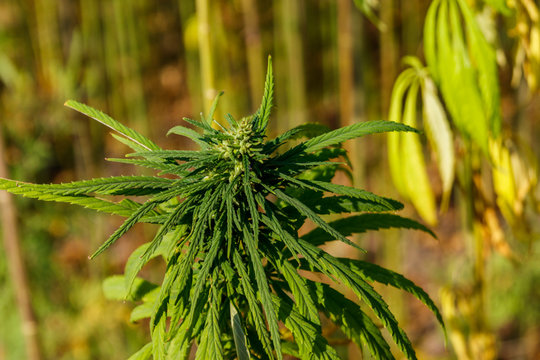Green cannabis (marijuana) plant in a field
