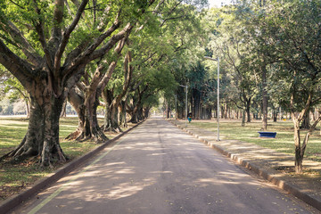 Fototapeta na wymiar A road/pathway with tree in a Ibirapuera park in the middle day of summer. With a front view, we have: Nature, relax, peaceful, lifesyle, health and leasure concept