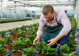 Farmer checking quality of Poinsettia