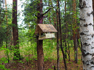 bird feeder in the woods