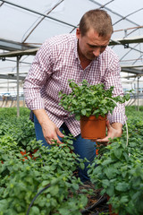 Man gardener working with melissa officinalis  in sunny hothouse