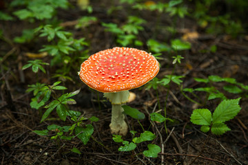 Amanita