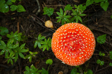 Amanita