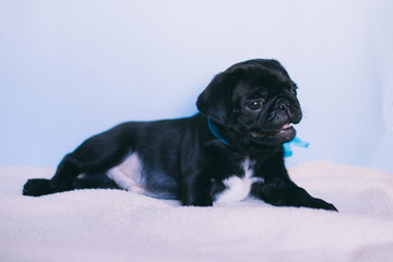 Puppy Pug Black, Fawn