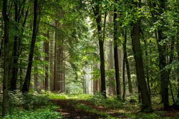 Fototapeta na wymiar Forstweg durch den Kaufunger Wald