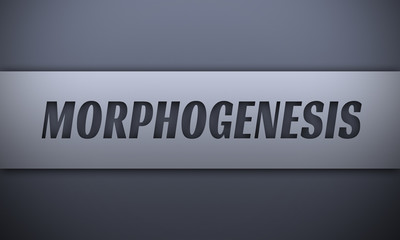 morphogenesis - word on silver background