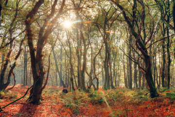 Beautiful sunrise in autumn in the forest in the Netherlands with vibrant colored leafs