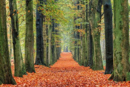 Fototapeta Beautiful lane in autumn in the forest in the Netherlands with vibrant colored leafs