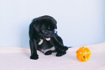 Puppy Pug Black, Fawn