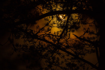 M&aring;nsken genom tr&auml;dgrenar