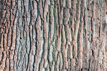 Beautiful close up of a tree trunk as background texture