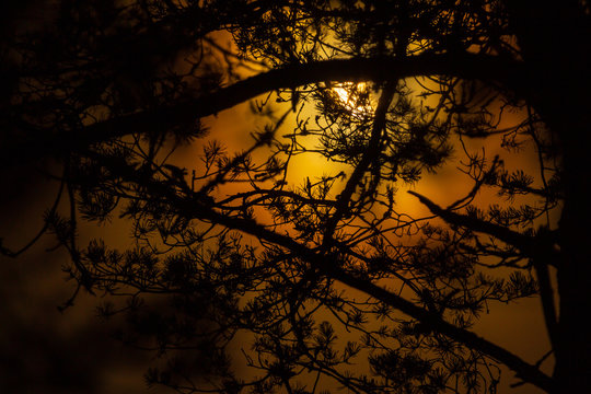 M&aring;nsken genom tr&auml;dgrenar