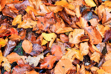 Background closeup texture of vibrant colored autumn leaves on the forest floor
