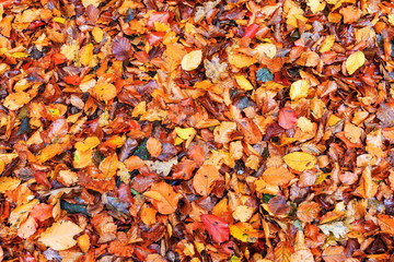 Background closeup texture of vibrant colored autumn leaves on the forest floor